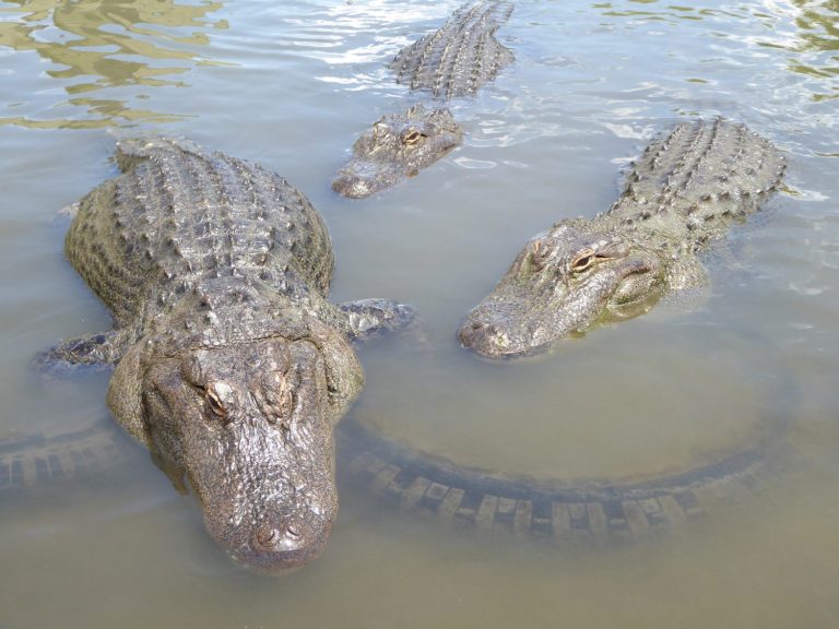 Congregation of alligators in the water