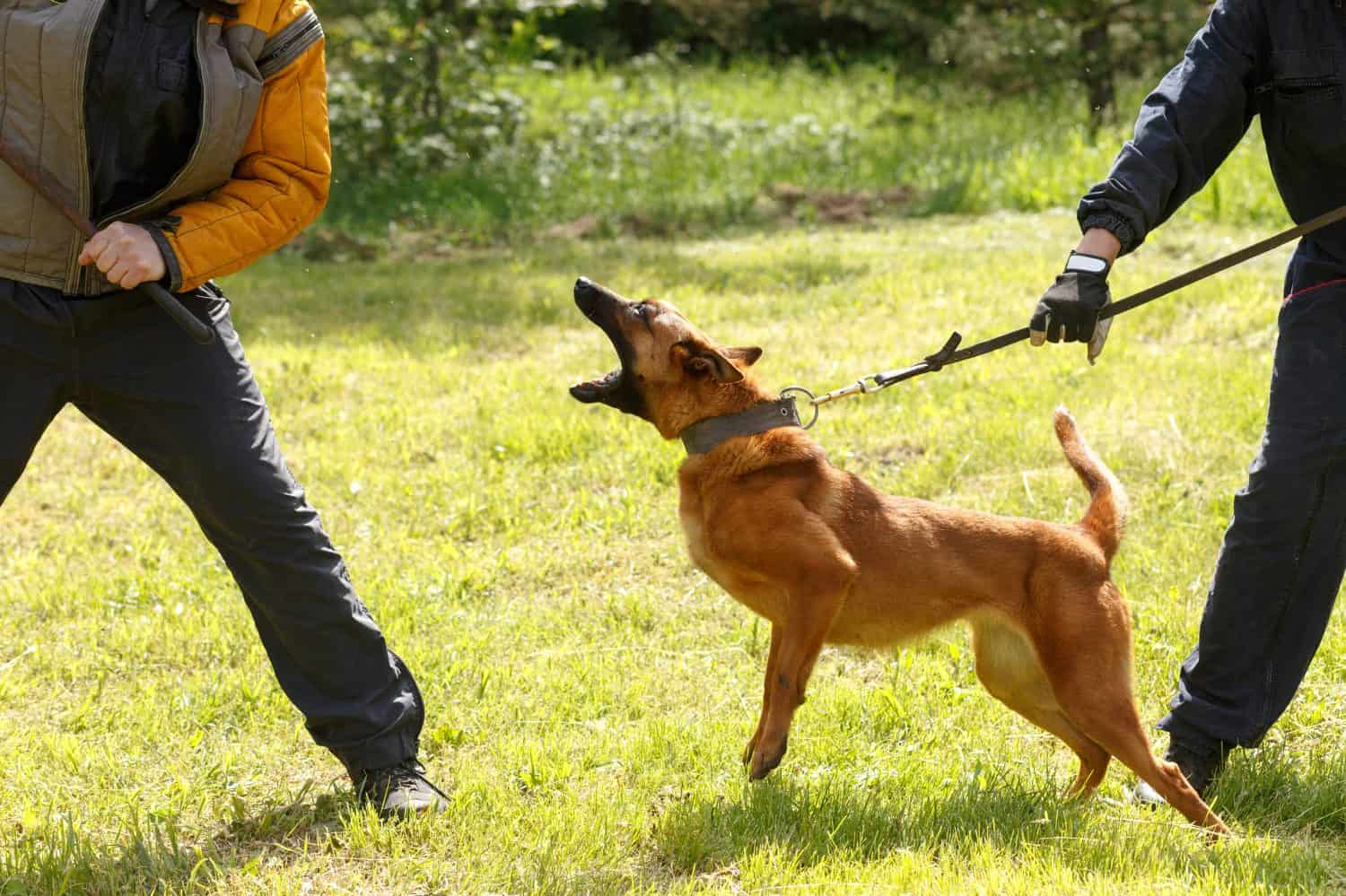 The instructor conducts the lesson with the Belgian Shepherd dog. The dog protects its master. Belgian shepherd dog protection work