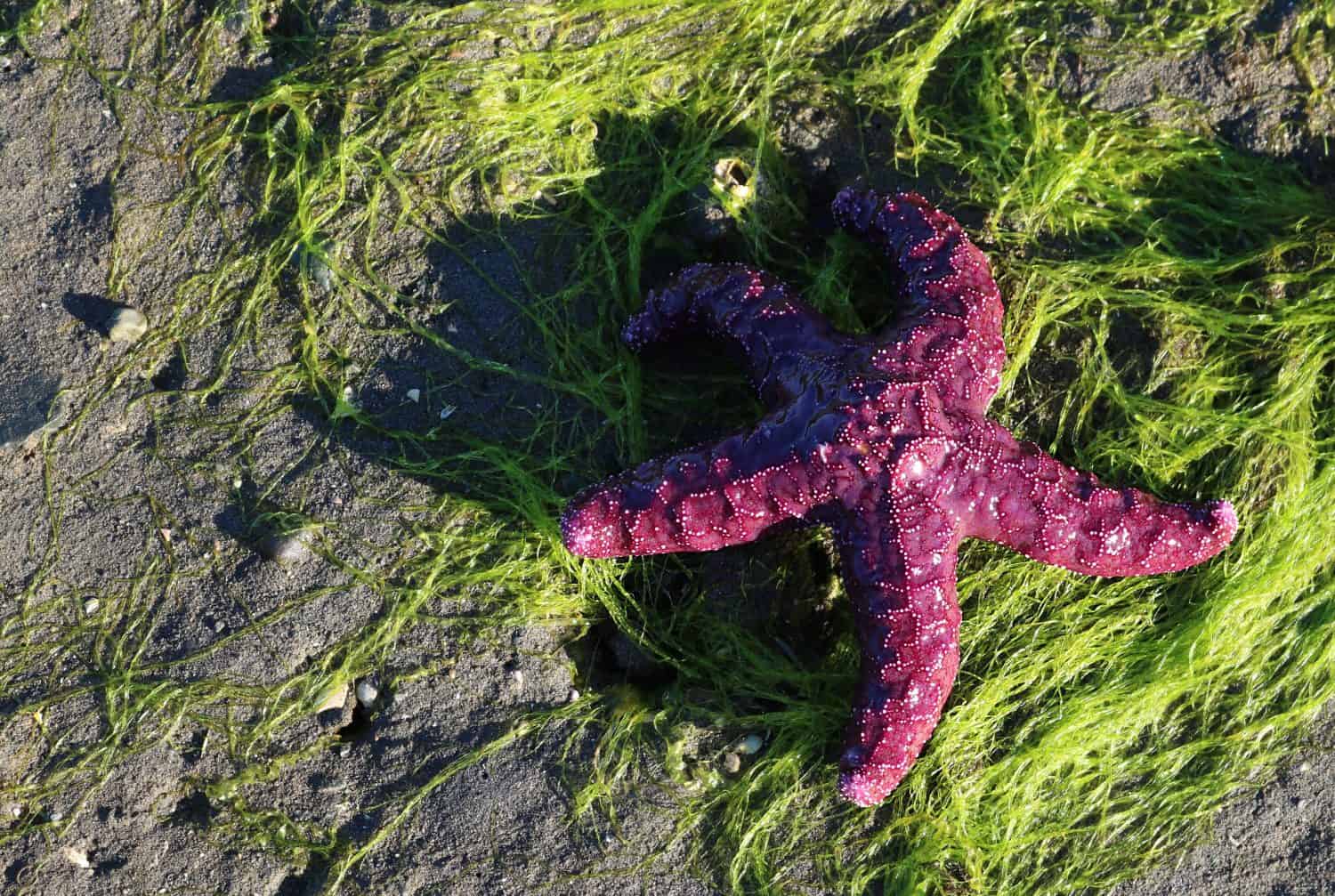 Purple sea star showing signs of wasting disease laying on seaweed at low tide