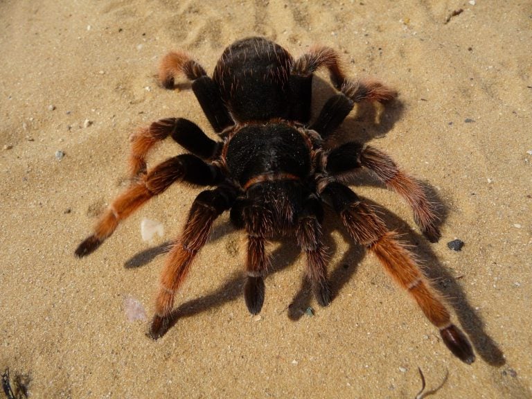 Mexican pink tarantula Brachypelma klaasi. Adult female birdeater on yellow sand.