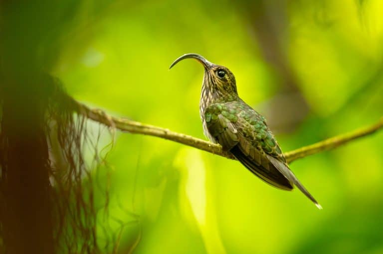 The white-tipped sicklebill (Eutoxeres aquila) is a species of hummingbird in the family Trochilidae. It is found in Costa Rica and Panama of Central America, and Colombia, Ecuador, and far Peru