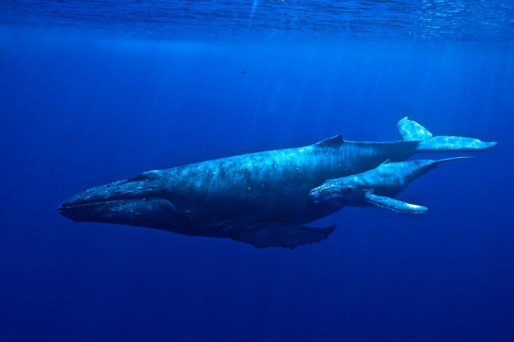 Hawaiian Islands Humpback Whale National Marine Sanctuary shelters humpbacks every winter as they breed and calve their young in the waters of Hawaii.