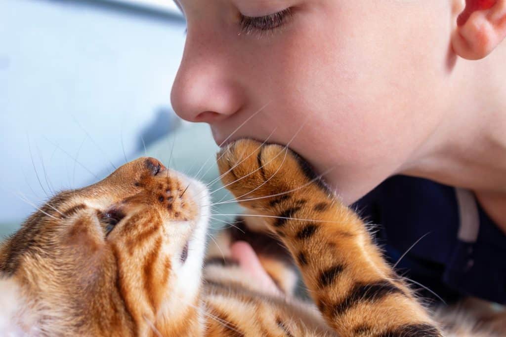 Relationship between boy and cat. Close-up. Boy loving his domestic bengal cat so much. Cat's paw on child's face. Animal and its owner looking into each other's eyes.