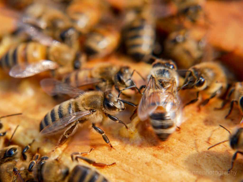 honey bee doing a "waggle dance" in front of her hive-mates to let them know where a good source of pollen/nectar is
