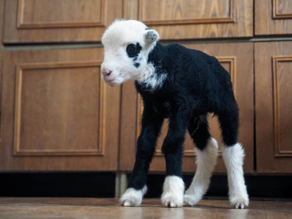 Unique lamb - a hybrid of sheep and goat bred in Russia