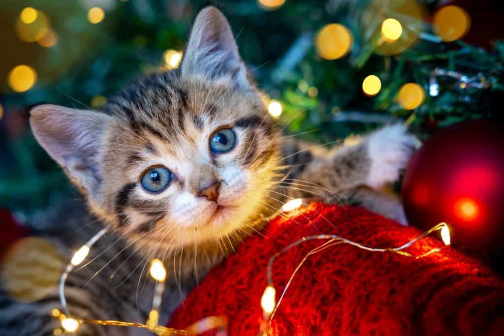 Christmas cat. Portrait striped kitten playing with Christmas lights garland on festive red background. Kitty looking at camera.