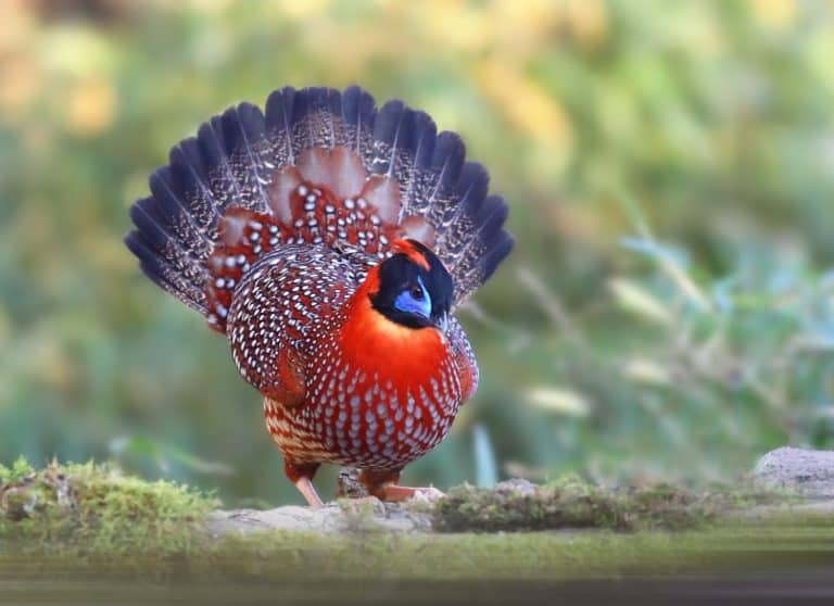Temminck's Tragopan foraging in the forest