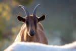 Alpine goat