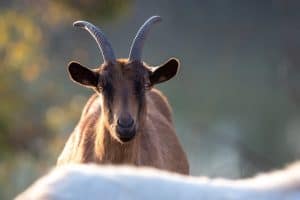 Portrait of brown alpine goat outdoor. Traditional organic breeding, walking free in nature concept