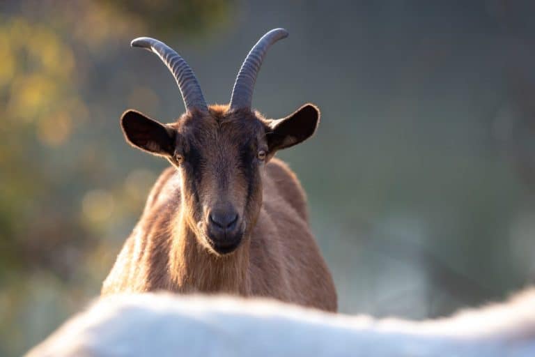 Alpine Goat