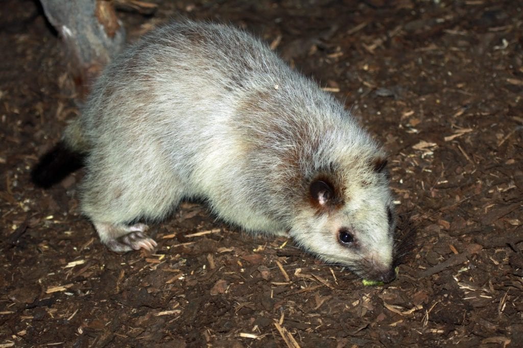 The Largest Rats in the World, From Giant Cloud Rats to Bamboo Rats - A ...