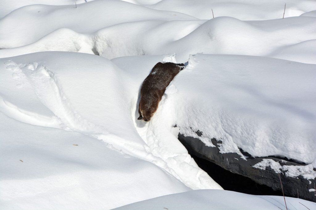 In winter Otters are carnivorous mammals in the subfamily Lutrinae. The 13 extant otter species are all semiaquatic, aquatic or marine, with diets based on fish and invertebrates.