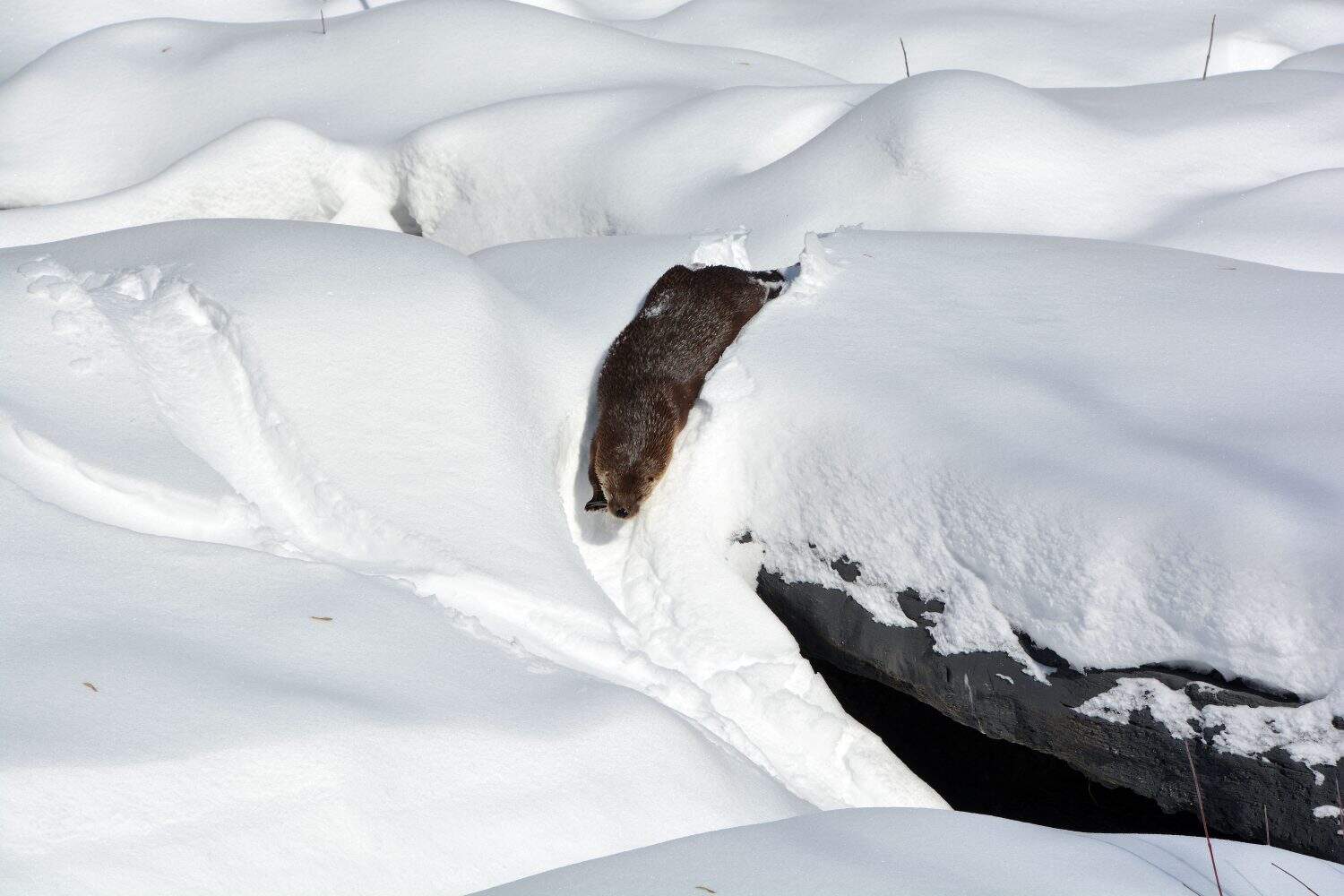 In winter Otters are carnivorous mammals in the subfamily Lutrinae. The 13 extant otter species are all semiaquatic, aquatic or marine, with diets based on fish and invertebrates. 