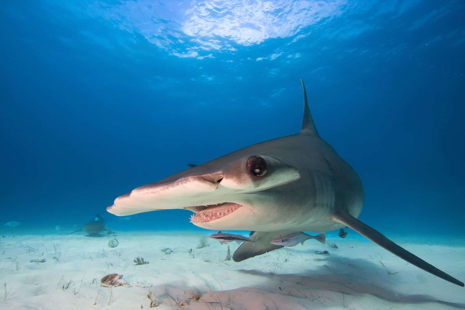 Great Hammerhead