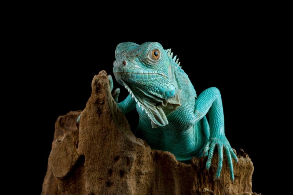 Blue Iguana closeup on branch with black backgrond, Blue Iguana "Grand Cayman Blue Iguana", Cyclura Lewisi