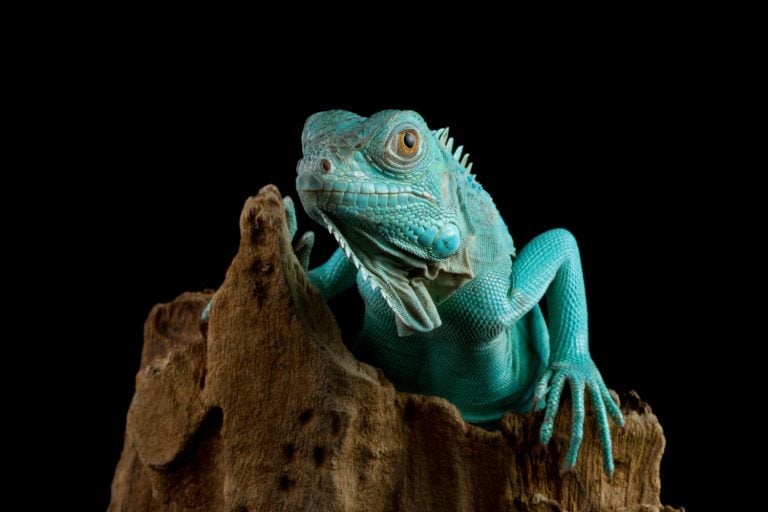 Blue Iguana closeup on branch with black backgrond, Blue Iguana "Grand Cayman Blue Iguana", Cyclura Lewisi