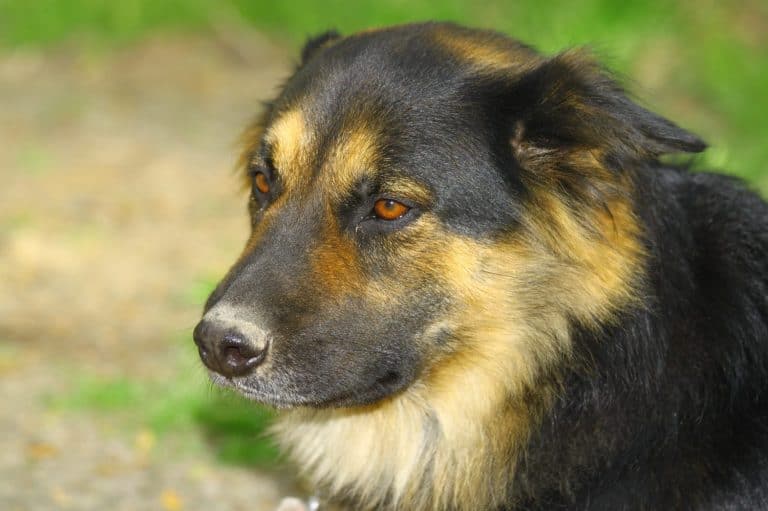 A portrait of Bear the German Shepherd Rottweiler mix outside on a summer day