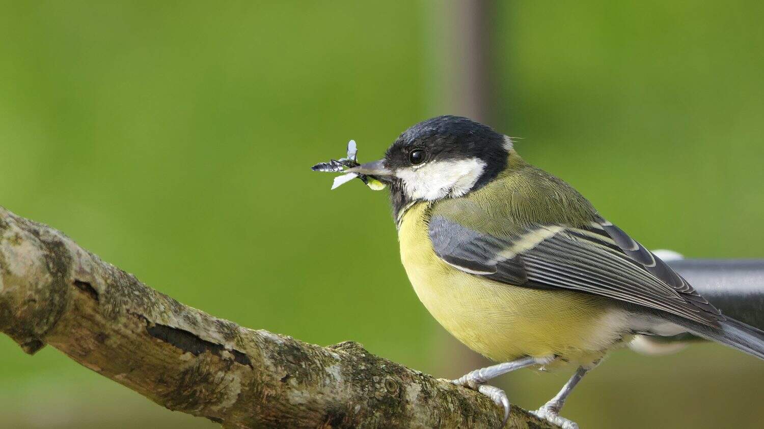 Great Tit sitting in a hedge with flys in its beak