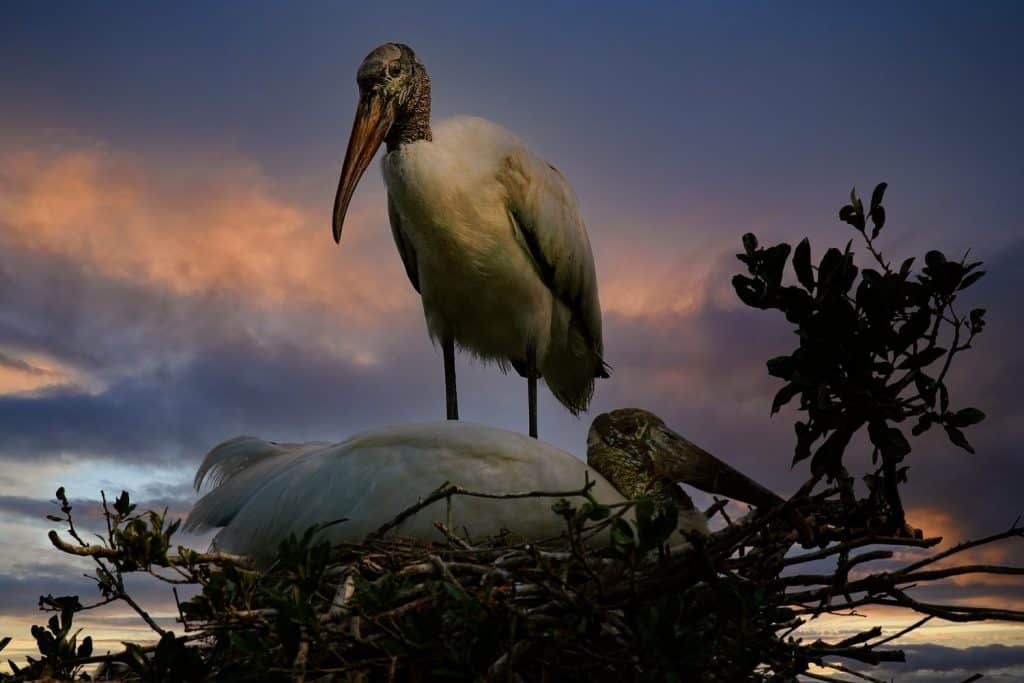 Wood Stork high in his nest, watching over his mate nesting on chick eggs.