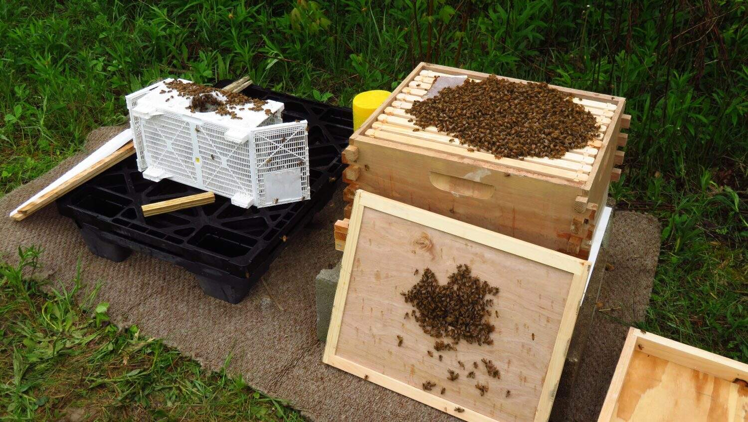 A three pound package of honey bees (apis mellifera) that have been shaken out of a plastic bee bus onto the frames of a new, wooden bee hive (deep box) by a bee keeper in his apiary.