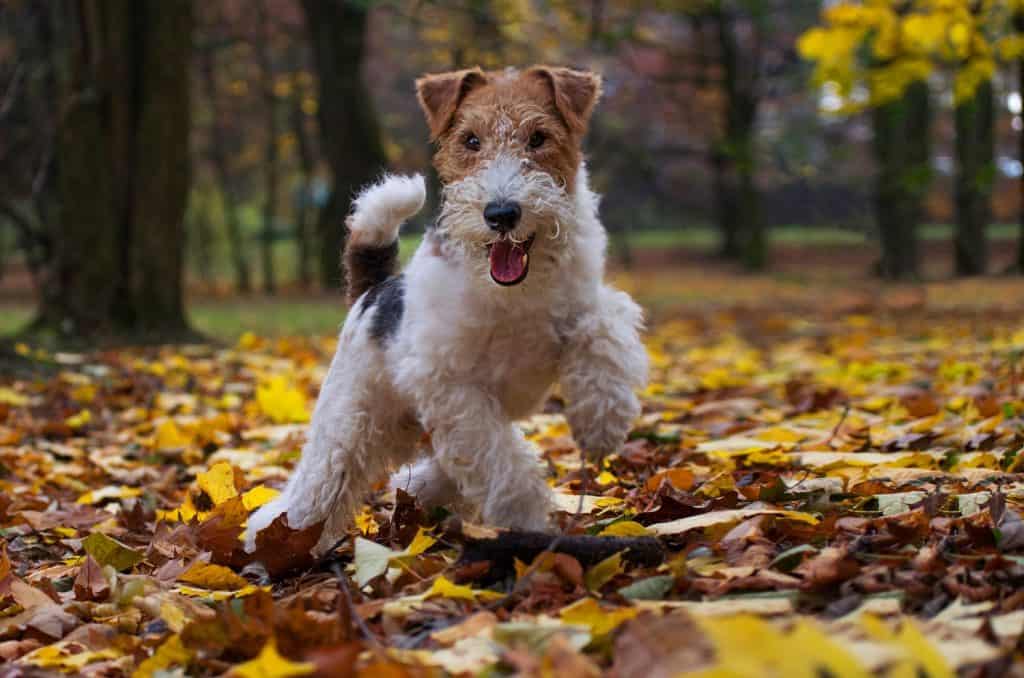 Wire Fox Terrier hunting dog. Puppy pet in autumn