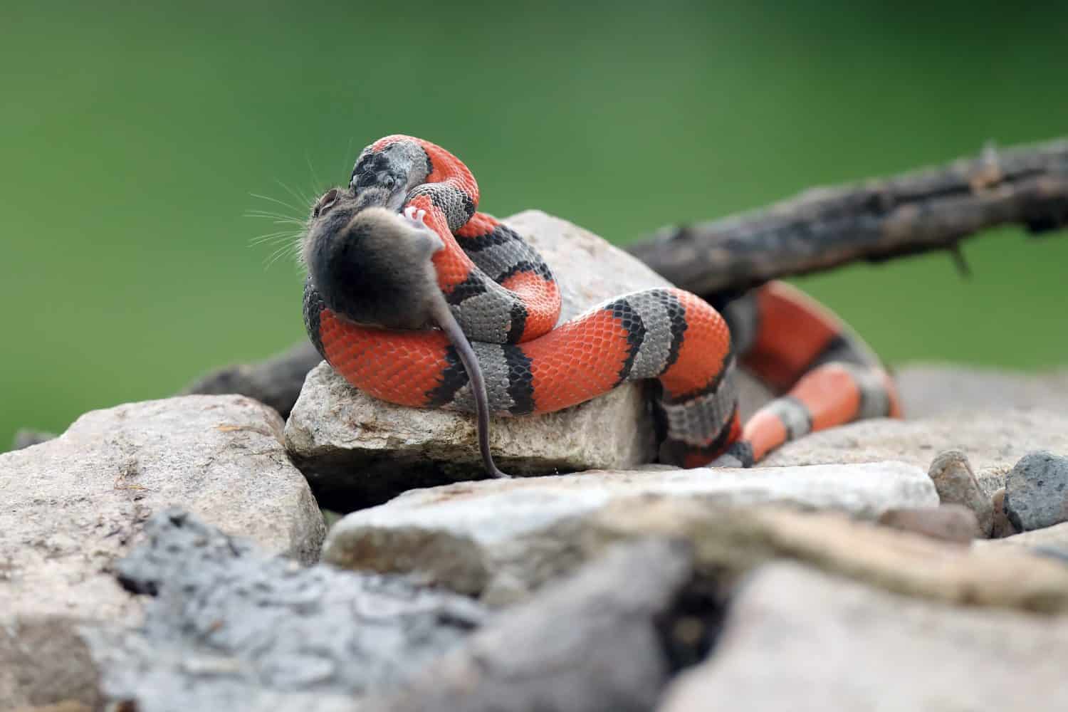 The gray-banded kingsnake (Lampropeltis alterna), sometimes referred to as the alterna or the Davis Mountain king snake with caught prey among rocks with a green background. Orange-gray striped snake.
