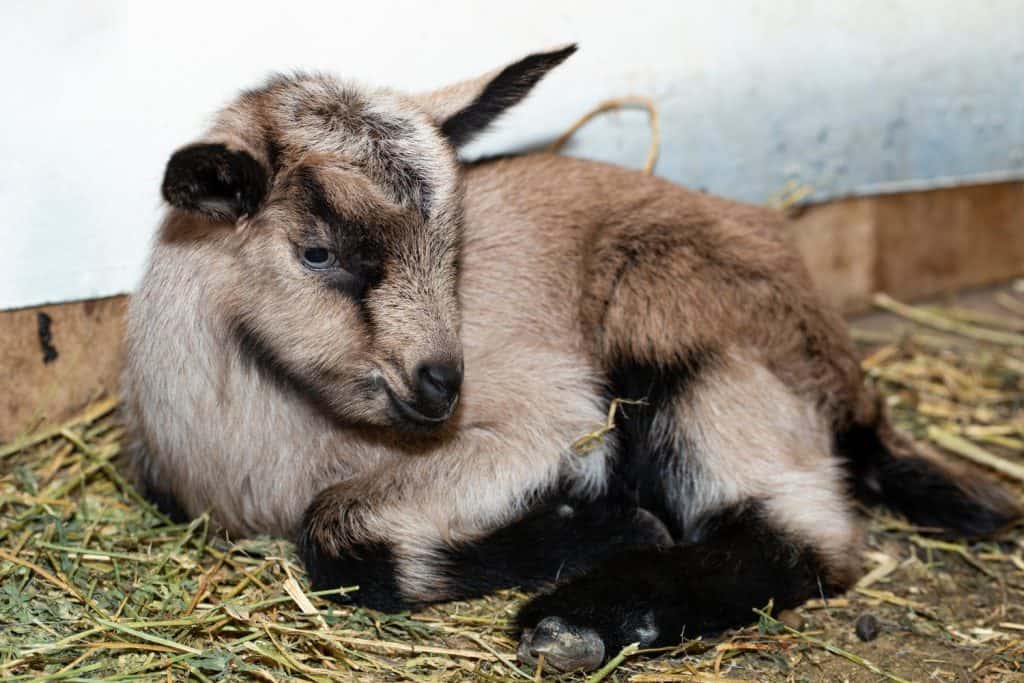 Alpine Goat Dairy Animal. A little sleeping baby goat.