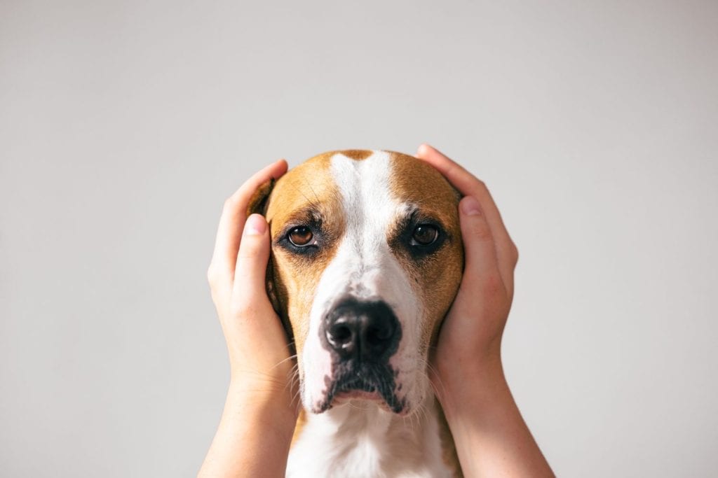 Portrait of a dog with ears covered up with human hands. Scared, frightened pets on holidays and July 4th