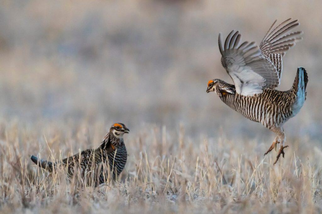 USA, Nebraska. Vulnerable Greater Prairie Chicken (Tympanuchus cupido) on booming ground displaying for the purpose of mating in early Spring.