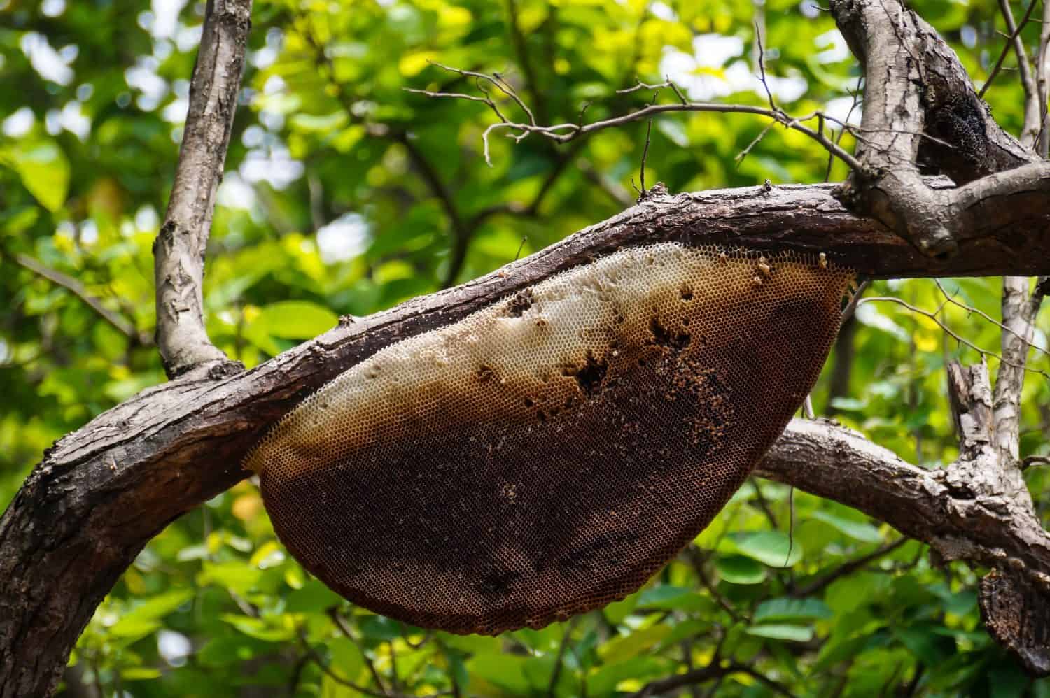 An abandoned bee hive on a branch of tree