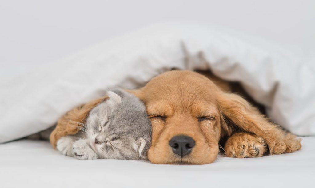 Young English Cocker spaniel puppy hugs kitten. Pets sleep together under white warm blanket on a bed at home