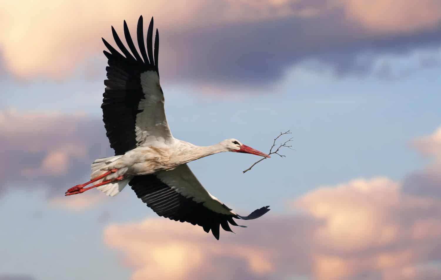 Stork bringing branches to build the nest. Beautiful white stork (Ciconia ciconia) in flight. Migratory bird from Africa spending the winter in Europe (Lugo,  Spain). Colorful wild bird background. 