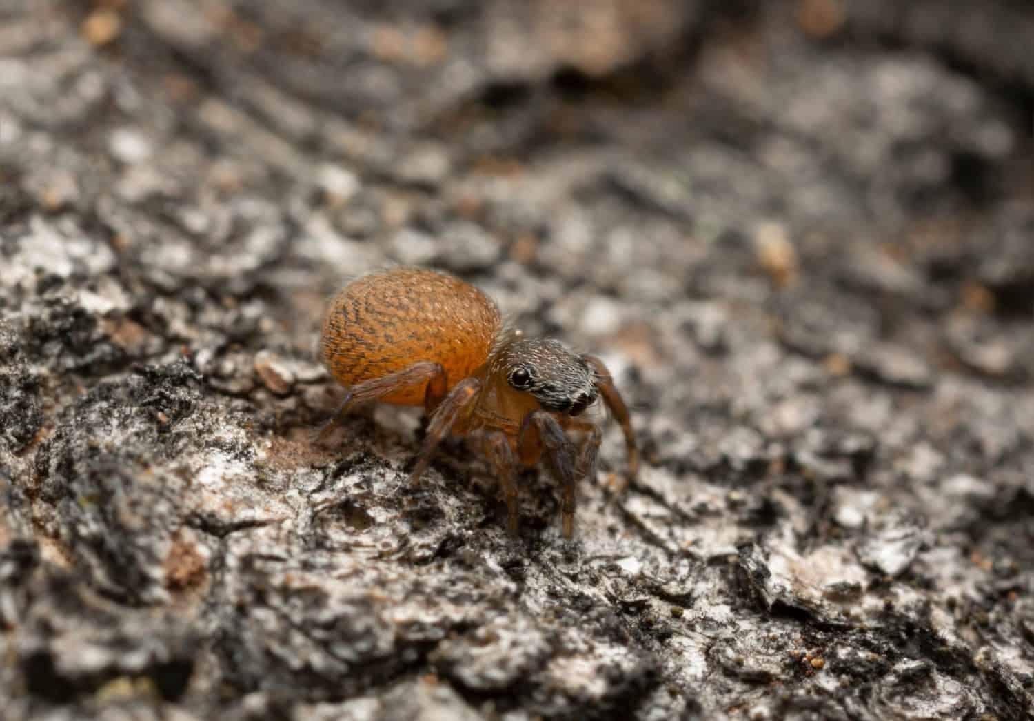 Neon jumping spider on aspen bark