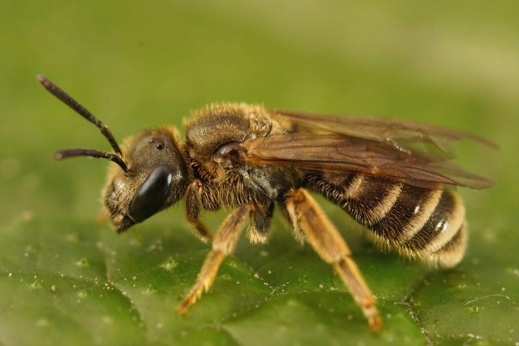 Detailed closeup on a female bronze furrow bee, Halictus tumulorum sitting on a green leaf
