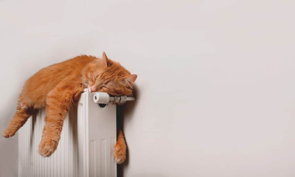 Ginger cat is sleeping in funny pose. Fluffy red cat on warm radiator against white wall. Banner for website. Relax calm and peace for animal pet cat. Heating.