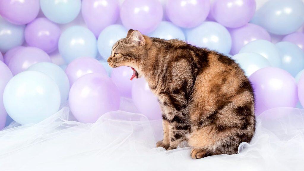 Surprised cat. A cat with an open mouth on the side. Striped Scottish cat among the balloons.