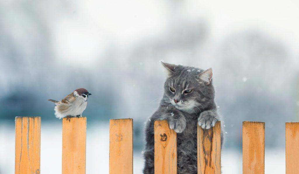 funny striped hunter cat sits on a fence and watches a sitting bird