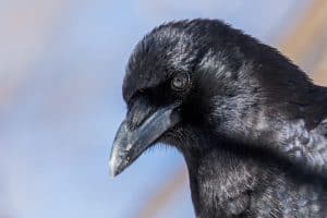 American Crow patiently posing for me
