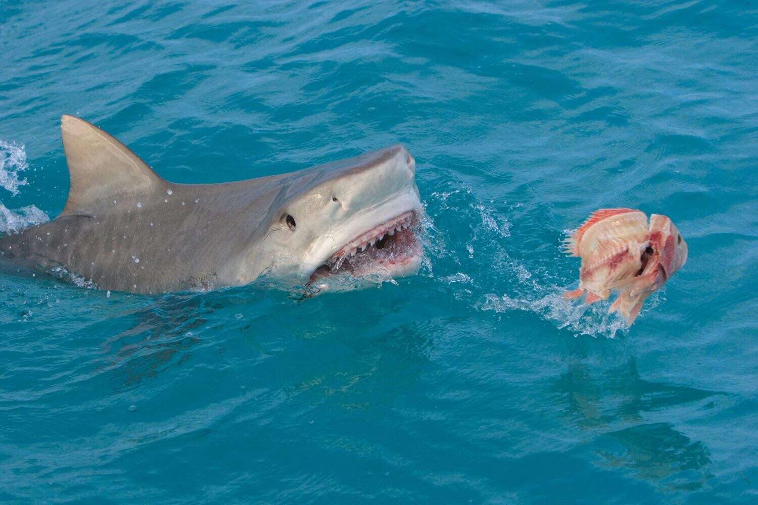 Tiger shark , galeocerdo cuvier ,Bahamas , caribbean sea 