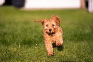 dog in the garden playing dog, happy cockapoo puppy