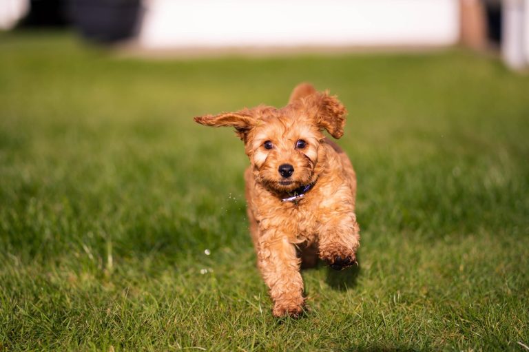 Cockapoo