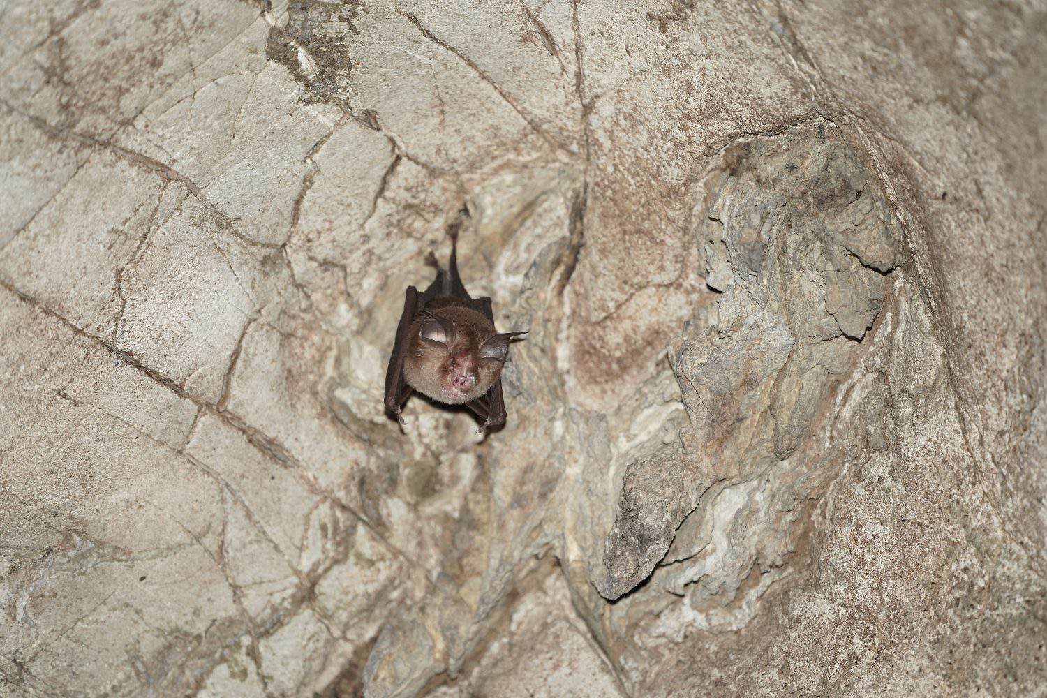Kitti's hog-nosed bat is the smallest species of bat and arguably the world's smallest mammal. Stay in limestone cave. Spot focus.