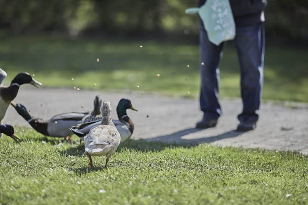 A beautiful shot of an adult man feeding ducks in the park on a beautiful sunny day