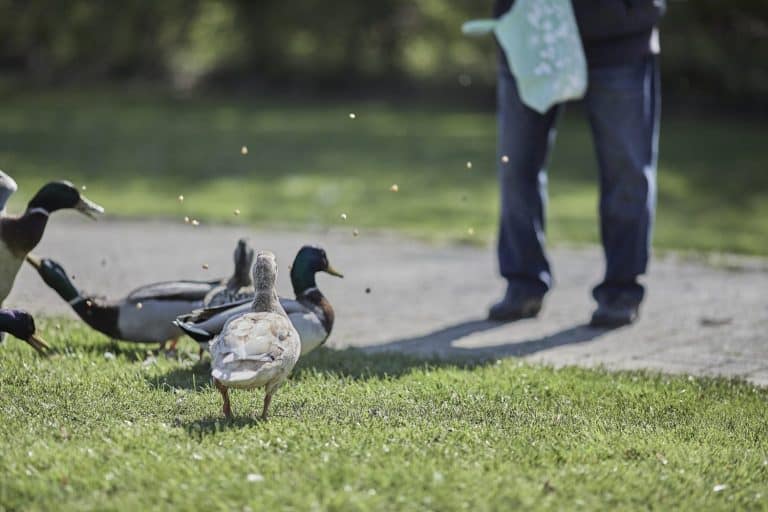A beautiful shot of an adult man feeding ducks in the park on a beautiful sunny day