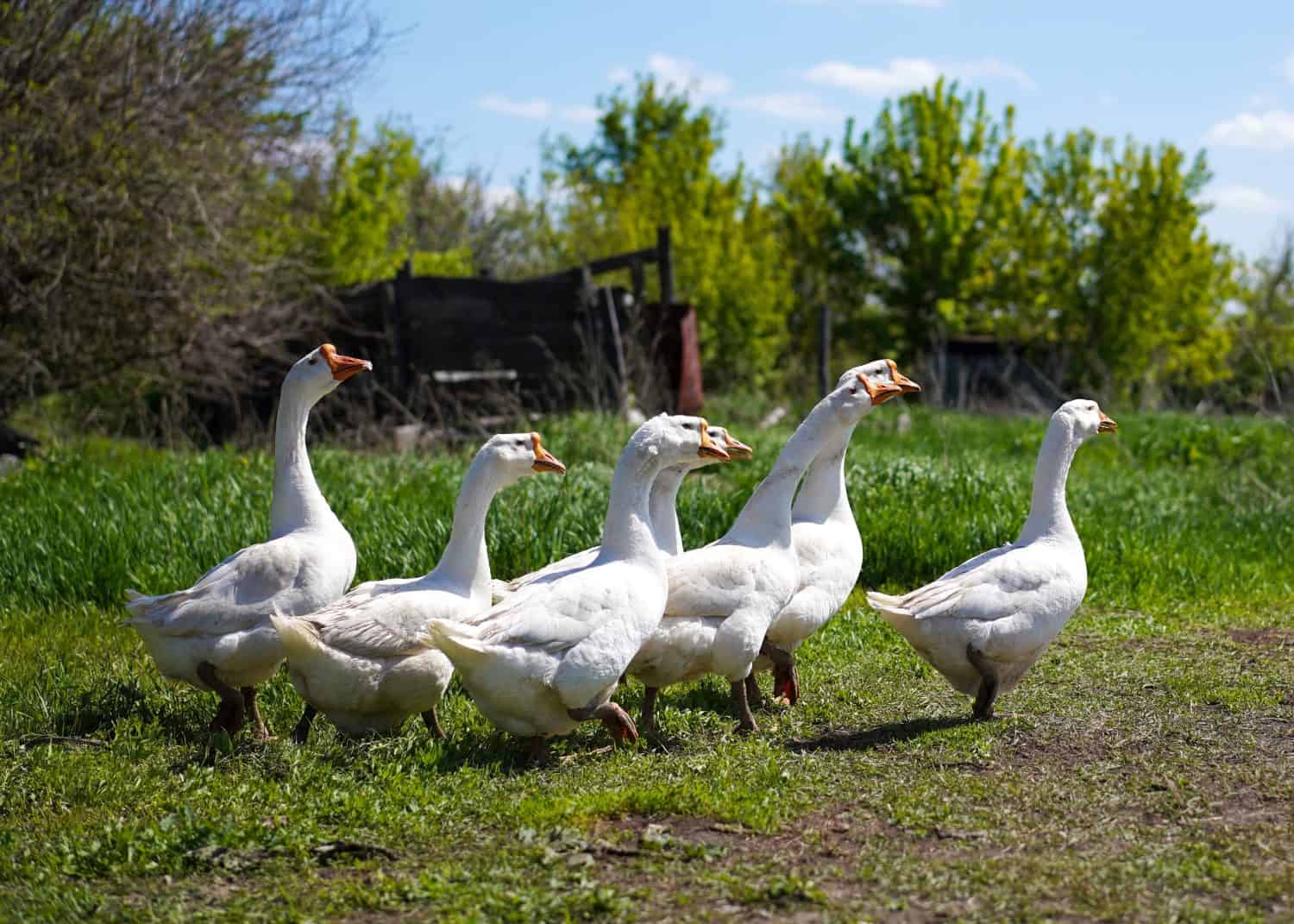 A flock of white geese grazes in a village on a field on a sunny summer day. Agriculture and poultry breeding.