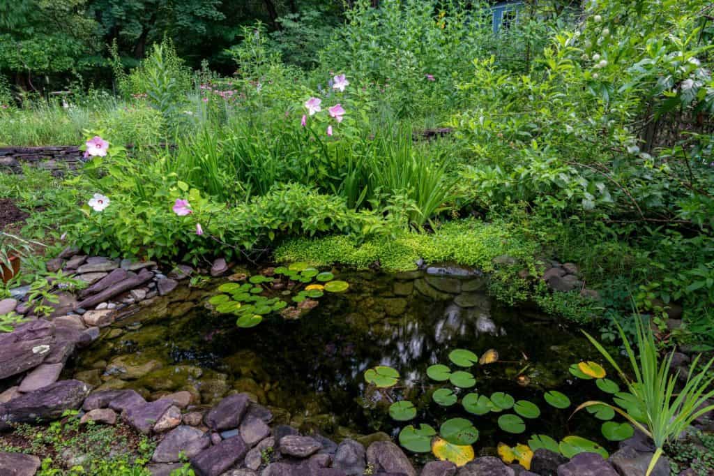 Backyard pond surrounded by native shrubs, wildflowers, and other plants to create a wildlife habitat.