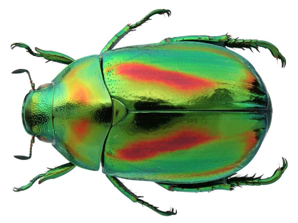 Collection of beautiful jewel scarbs specimen
