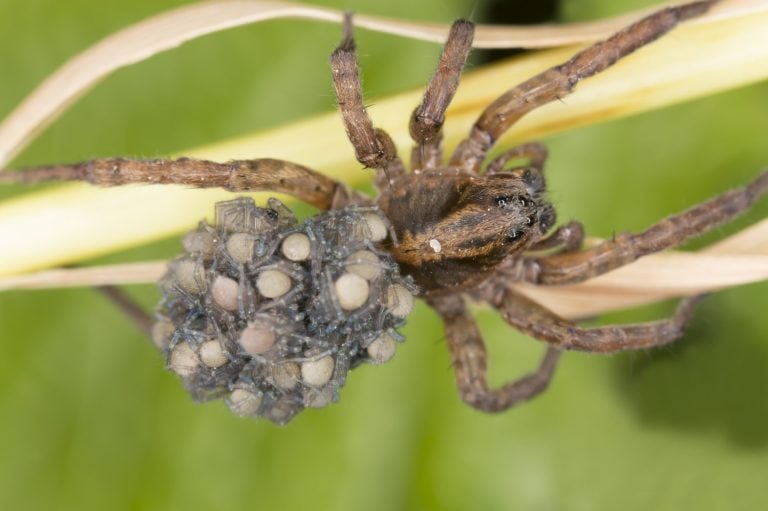 Female Wolf-spider, Trochosa with baby spiders on her back, macro photo