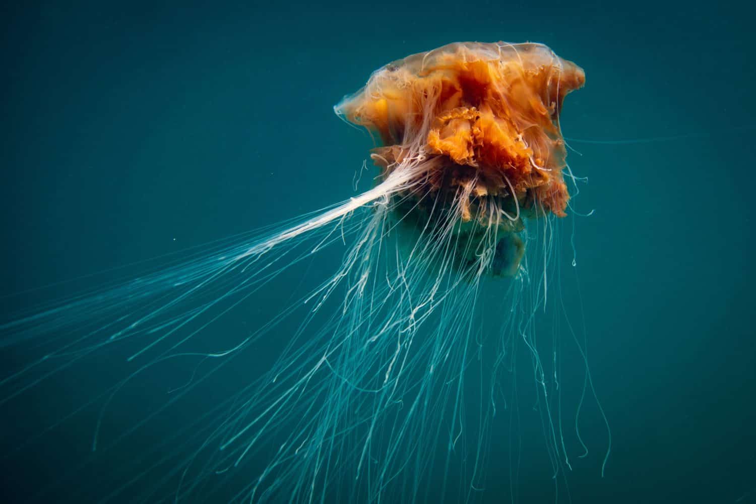 Lion's mane jellyfish in Nordic waters