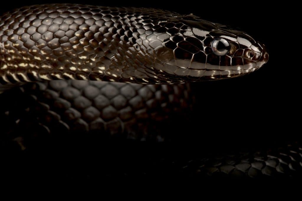 Black Desert Kingsnake (Lampropeltis nigrita)